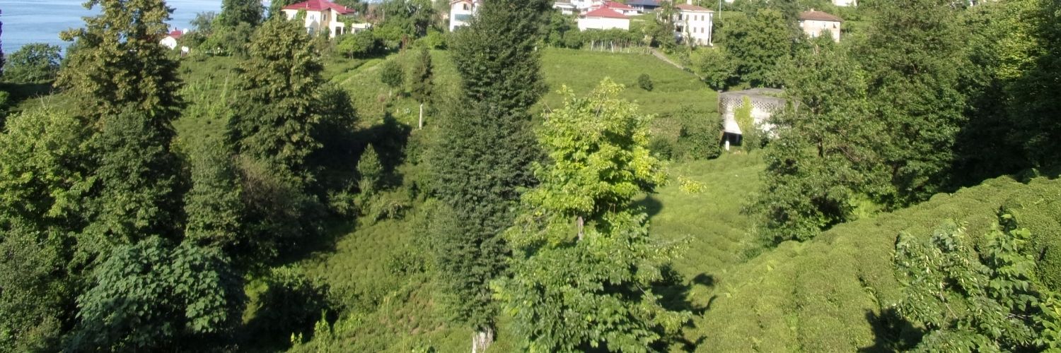 Karadeniz Bölgesi: Çay ve Fındık Üretiminde ATC Tarım Çözümleri